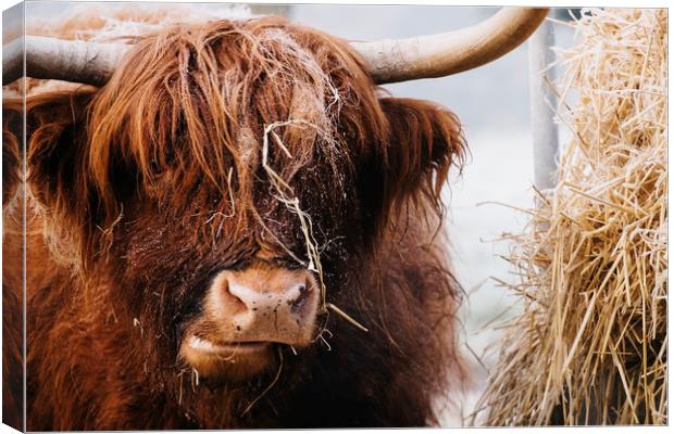 Highland cow feeding on straw on a frosty winters  Canvas Print by Liam Grant