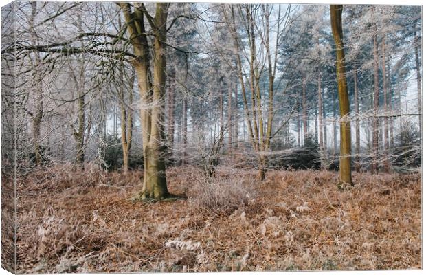 Woodland covered in frost. Norfolk, UK. Canvas Print by Liam Grant