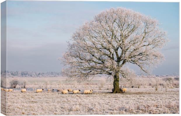 Sheep gathered under a tree covered in a thick hoa Canvas Print by Liam Grant
