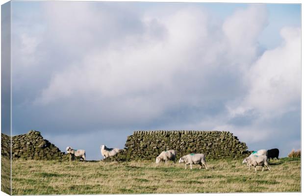 Sheep beside a drystone wall at sunset. Derbyshire Canvas Print by Liam Grant