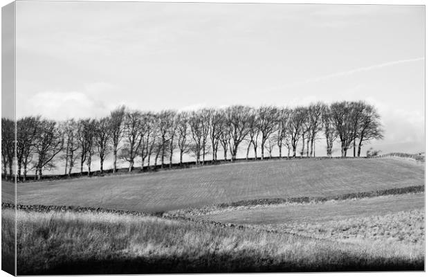 Trees on the horizon of a hill. Derbyshire, UK. Canvas Print by Liam Grant