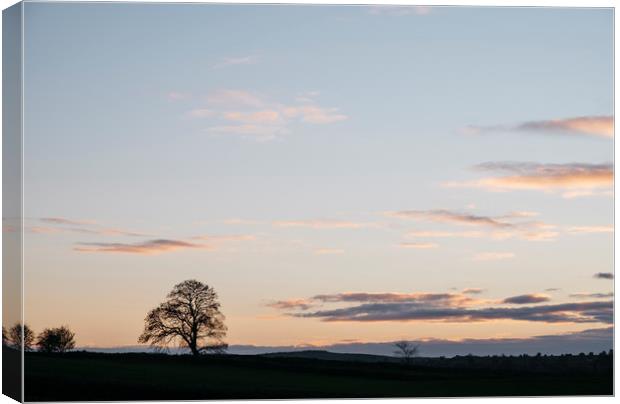 Tree on a hilltop above Matlock silhouetted at twi Canvas Print by Liam Grant