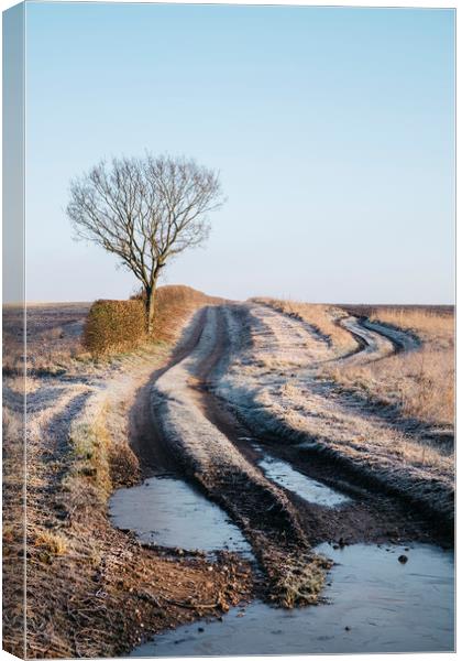 Tree, hedge and frost covered track beside a field Canvas Print by Liam Grant