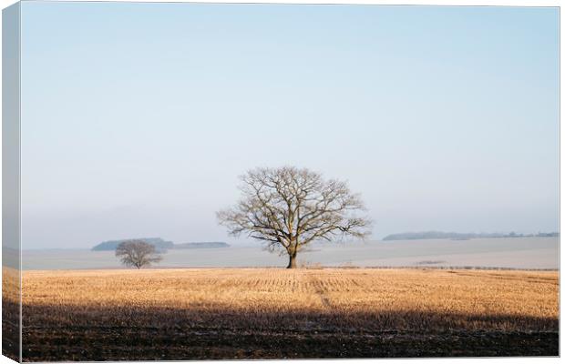 Tree in a frost covered stubble field at sunrise.  Canvas Print by Liam Grant