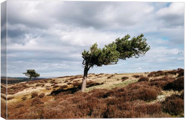 Windswept tree and heather on Ramsley Moor. Derbys Canvas Print by Liam Grant