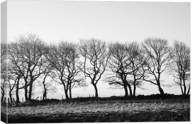 Row of trees beside a drystone wall. Derbyshire, U Canvas Print by Liam Grant