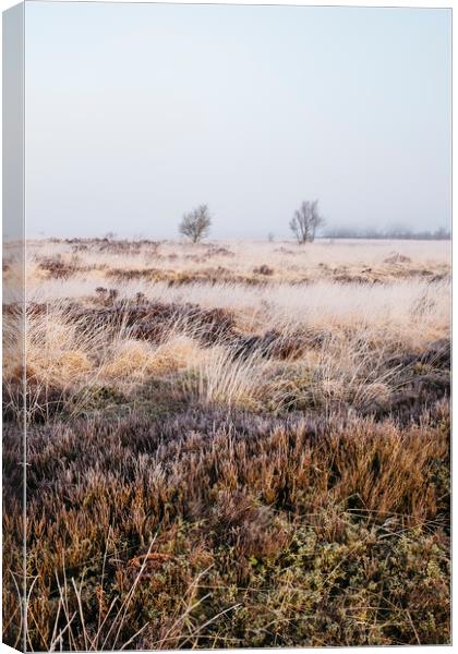 Frozen heather in the fog at sunrise. Beeley Moor, Canvas Print by Liam Grant