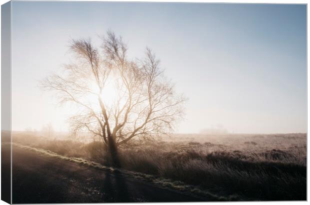 Sunrise behind a frozen tree on Beeley Moor. Derby Canvas Print by Liam Grant
