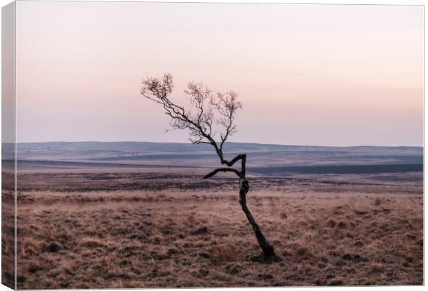 Lone tree on moorland at twilight. Derbyshire, UK. Canvas Print by Liam Grant
