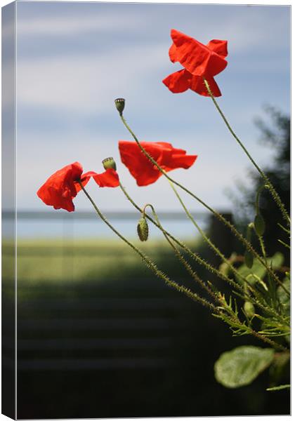 Poppies Canvas Print by Dave Hoskins