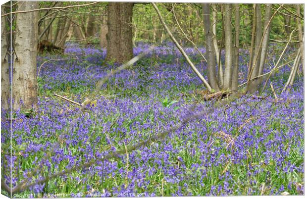 Blubell wood Canvas Print by Mike Herber