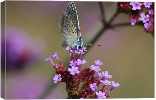Feeding butterfly Canvas Print by Mike Herber