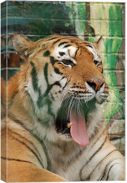 Tiger just getting up Canvas Print by Mike Herber