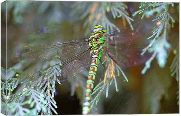 Green/brown dragonfly 2 Canvas Print by Mike Herber