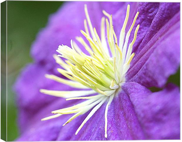 Clematis Canvas Print by Mike Herber