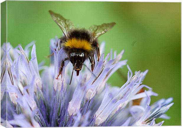Bee on a Echinops Canvas Print by Mike Herber