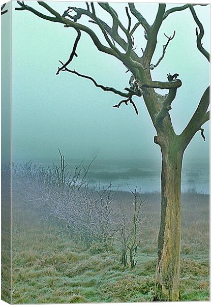 Dead trees Canvas Print by Mike Herber