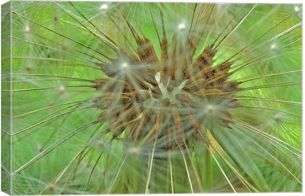 Dandelion Canvas Print by Mike Herber