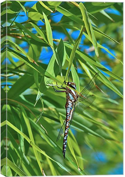 Male Common Hawker Canvas Print by Mike Herber