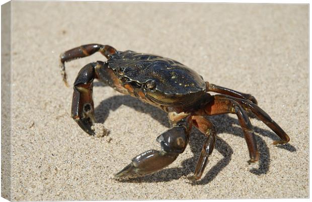Crab Canvas Print by Anth Short