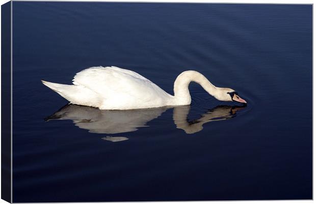 Swan Canvas Print by Anth Short