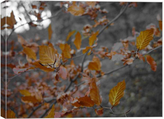 Autumn Leaves Canvas Print by Anth Short