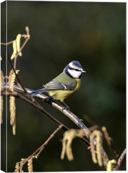BLUE TIT Canvas Print by Anthony R Dudley (LRPS)