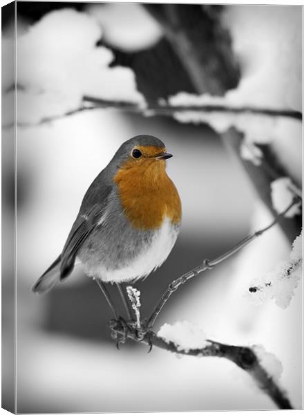 ROBIN IN THE SNOW (1) Canvas Print by Anthony R Dudley (LRPS)
