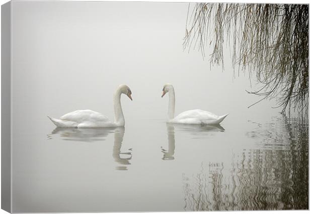 SWANS IN THE MIST Canvas Print by Anthony R Dudley (LRPS)