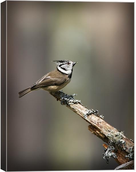 CRESTED TIT Canvas Print by Anthony R Dudley (LRPS)