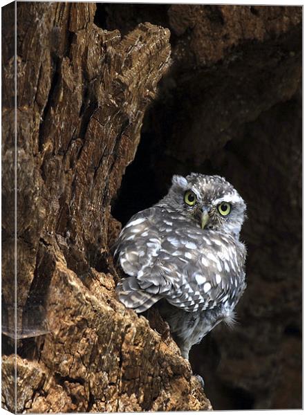 LITTLE OWL Canvas Print by Anthony R Dudley (LRPS)