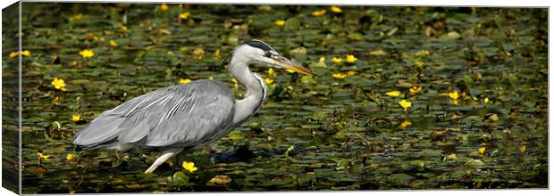 GREY HERON Canvas Print by Anthony R Dudley (LRPS)