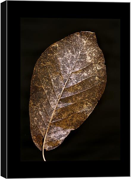 LEAF STUDY Canvas Print by Anthony R Dudley (LRPS)
