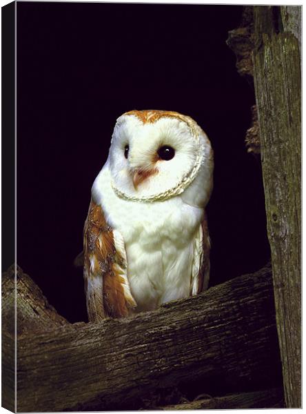 BARN OWL IN BARN Canvas Print by Anthony R Dudley (LRPS)