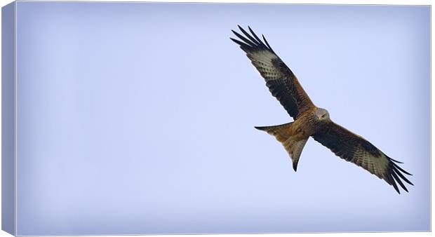 RED KITE Canvas Print by Anthony R Dudley (LRPS)