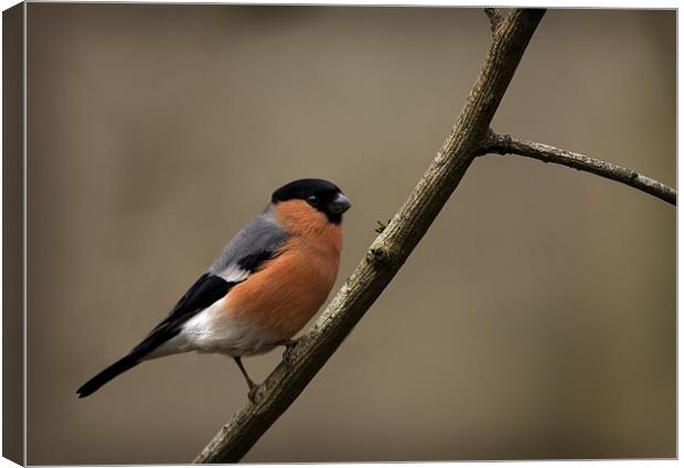 BULLFINCH Canvas Print by Anthony R Dudley (LRPS)