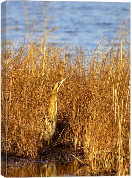 BITTERN IN THE SUN Canvas Print by Anthony R Dudley (LRPS)