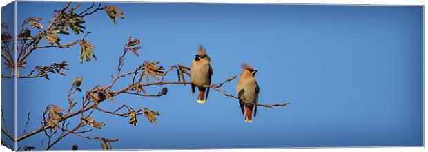 WAXWINGS Canvas Print by Anthony R Dudley (LRPS)