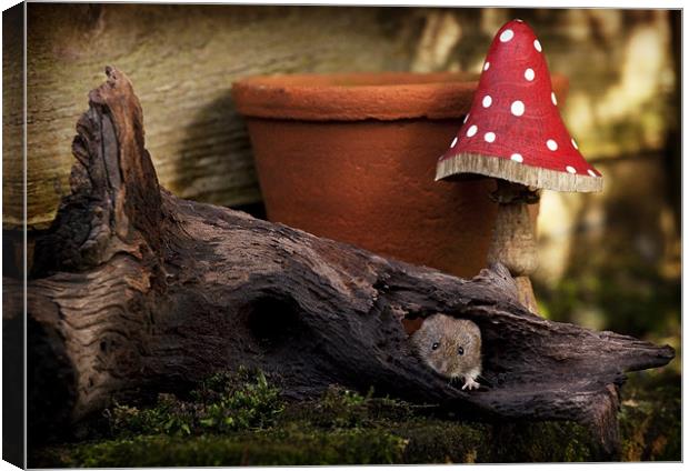 BANK VOLE #2 Canvas Print by Anthony R Dudley (LRPS)