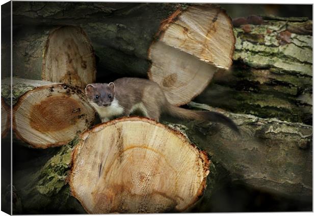 STOAT IN THE WOODPILE Canvas Print by Anthony R Dudley (LRPS)