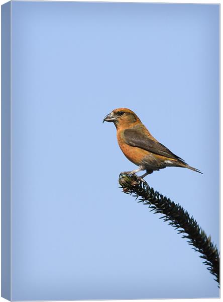 CROSSBILL #1 Canvas Print by Anthony R Dudley (LRPS)