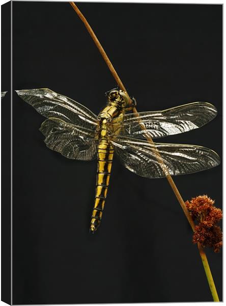 BLACK-TAILED SKIMMER Canvas Print by Anthony R Dudley (LRPS)