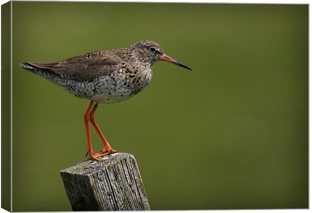 REDSHANK Canvas Print by Anthony R Dudley (LRPS)