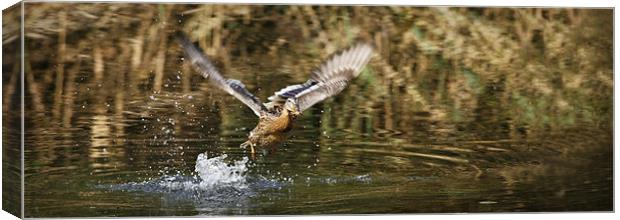 FLIGHT OF THE MALLARD Canvas Print by Anthony R Dudley (LRPS)