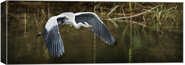 FLIGHT OF THE HERON Canvas Print by Anthony R Dudley (LRPS)