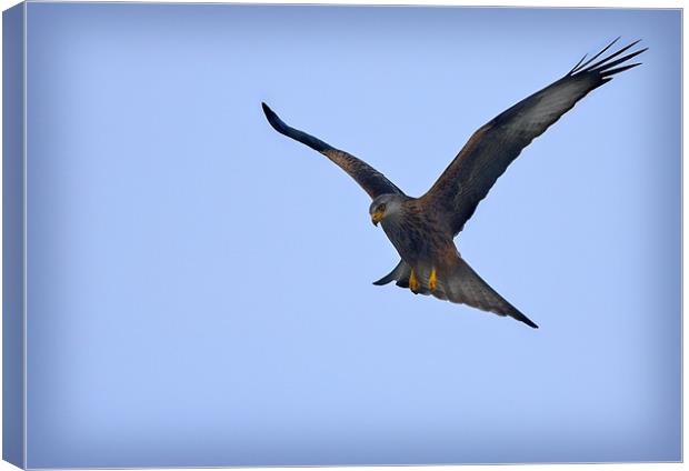 RED KITE #2 Canvas Print by Anthony R Dudley (LRPS)