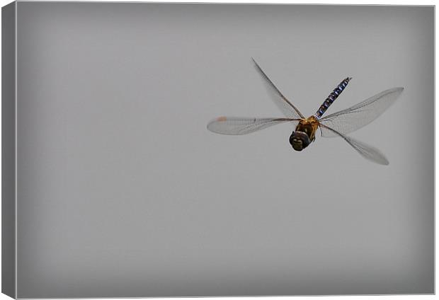 FLIGHT OF THE DRAGONFLY Canvas Print by Anthony R Dudley (LRPS)