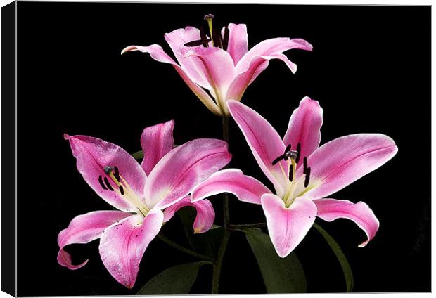 LILY THE PINK Canvas Print by Anthony R Dudley (LRPS)