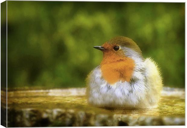 ROBIN IN THE BATH Canvas Print by Anthony R Dudley (LRPS)