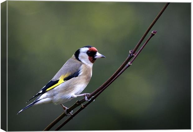 GOLDFINCH Canvas Print by Anthony R Dudley (LRPS)